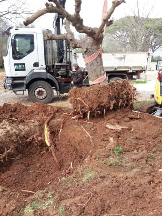 Planter un gros arbre en pleine terre dans le Var 83