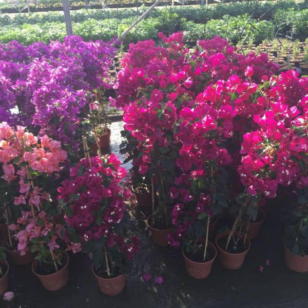 PEPINIERE BROCARD HYERES 