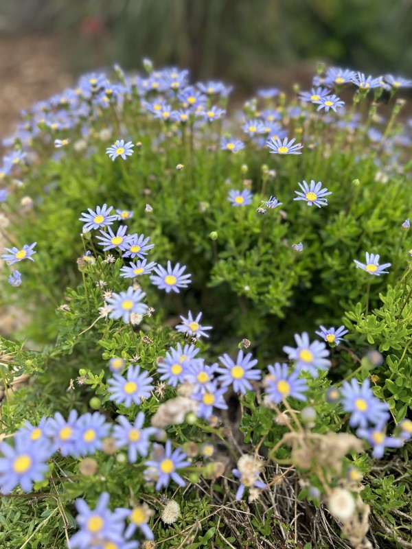 Plante fleurie bleu dans jardin méditerranéen à Hyères dans le Var 