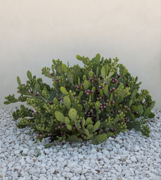 Plantation avec peu de besoin en eau dans le Var