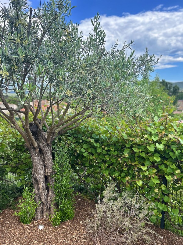 Plantation d'un olivier avec paillage au sol pour maintient de l'humidité du sol à Hyères
