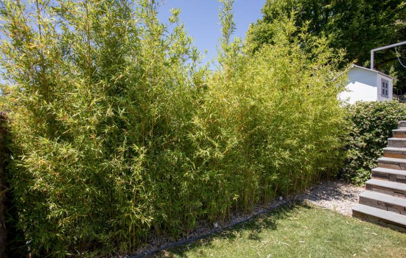 Création d'un espace détente avec plantation de haie de bambou et pose de plaque de gazon véritable à Carnoules dans le Var