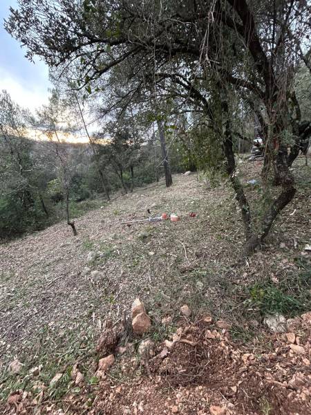 Débroussaillage, élagage et abattage : répondre aux nouvelles normes OLD à Rocbaron et dans le Var