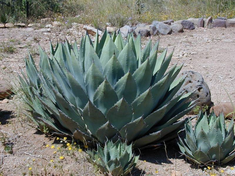 Agave pour un jardin résistant à la chaleur et demandant peu d'arrosage idéal pour votre extérieur à Hyères dans le Var