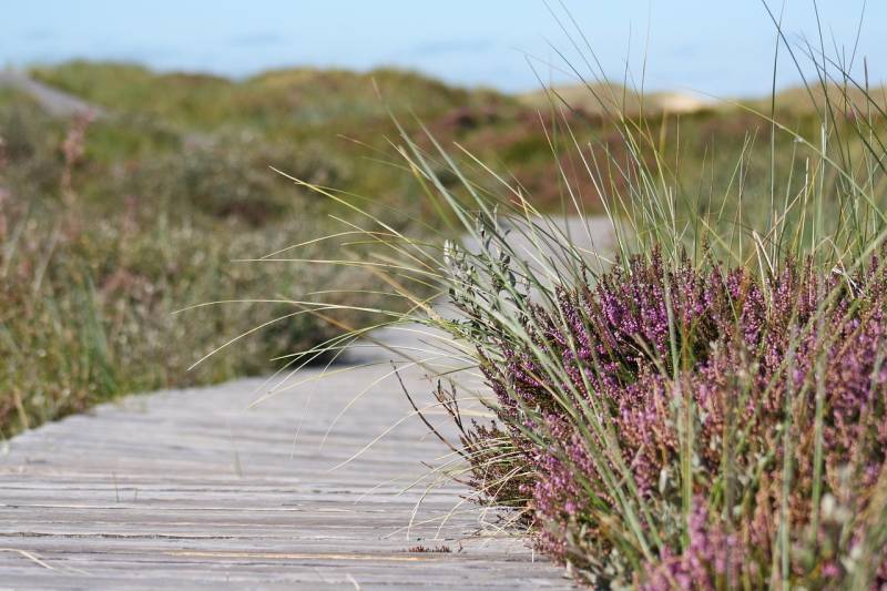 Des graminées pour embellir votre jardin et luis donner un style méditerranéen à Hyères 