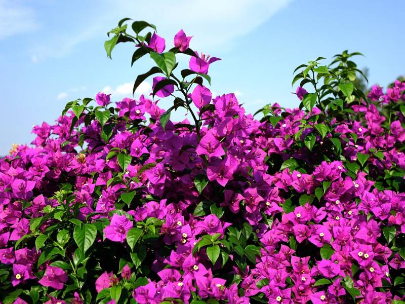 Bougainvillier dans un jardin méditerranéen à Hyères et alentours 