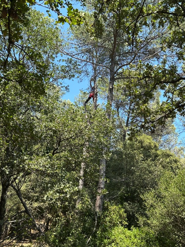 Abattage d'un pin avec tronçonneuse et harnais pour sécuriser l'ascension sur l'arbre à Sainte Anastasie sur issole dans le Var