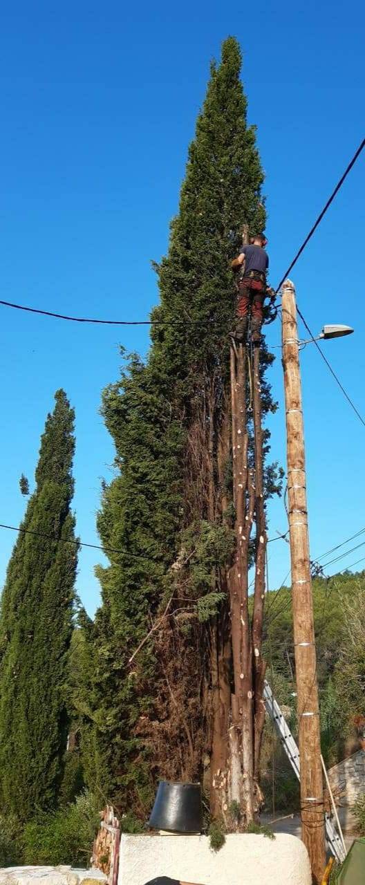 Abattage d'un cyprès devenu dangereux proche lignes électriques var 83 
