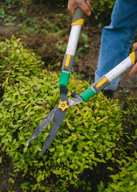 Taille végétaux pour entretien jardin à Hyères dans le Var