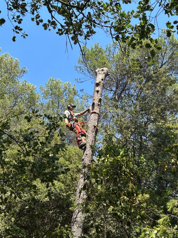 Abattage d'un pin pour mise en securité d'une maison et respect de la réglementation incendie dans le Var
