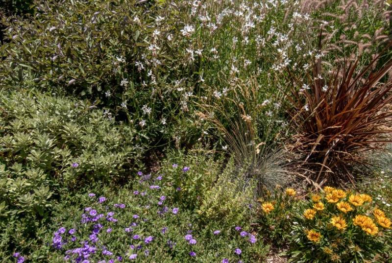 Création d'un massif au pied d'un olivier à Solliès dans le var