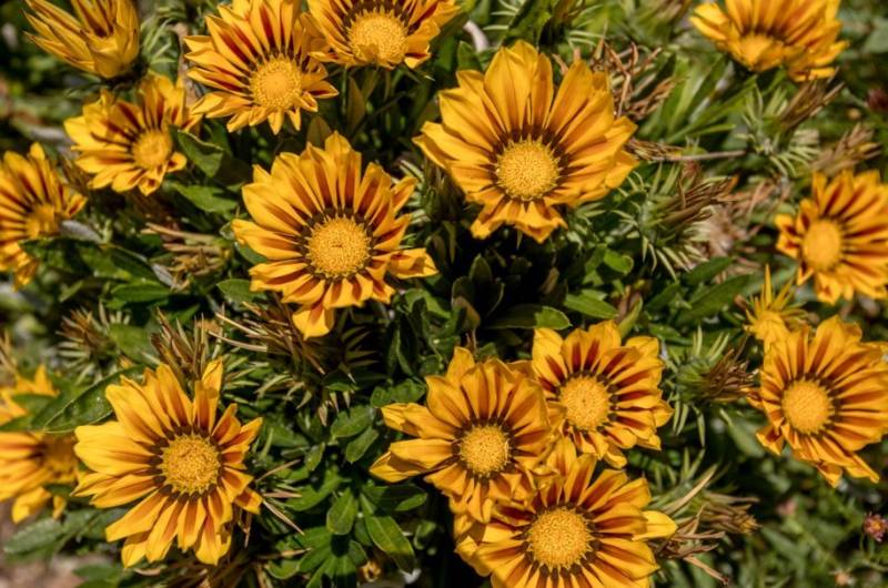 Fleur jaune dans massif au pied d'un olivier dans un jardin à Solliès pont dans le var