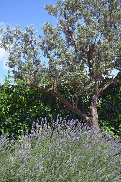 10 plantes qui s'accordent avec l'olivier en jardin méditerranéen à Hyères dans le Var
