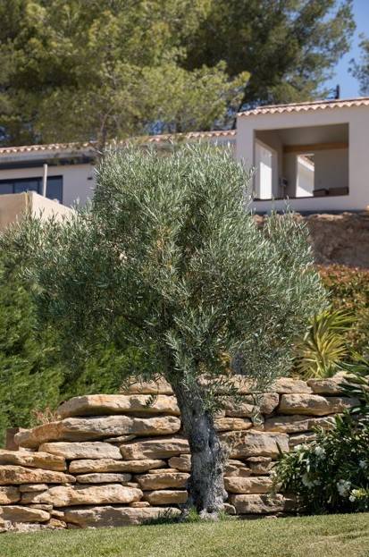 Quel aménagement autour d'un olivier dans un jardin type méditerranéen à Solliès-Pont dans le Var ?