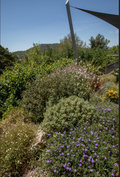 Plantation de plantes Méditerranéennes dans un jardin dans le Var à Carnoules 