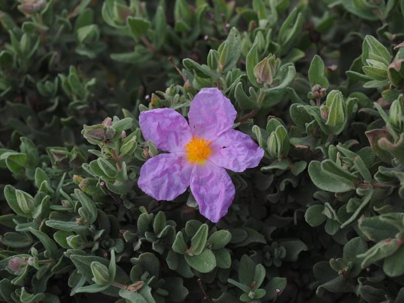 Fleur violette pour jardin type méditerranéen à Hyères et alentours dans le Var 