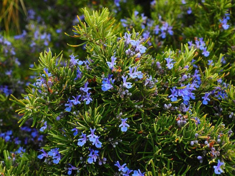 Romarin la plante méditerranéenne par excellence résistante à la chaleur et peu demandeuse en eau pour votre jardin à Hyères dans le var