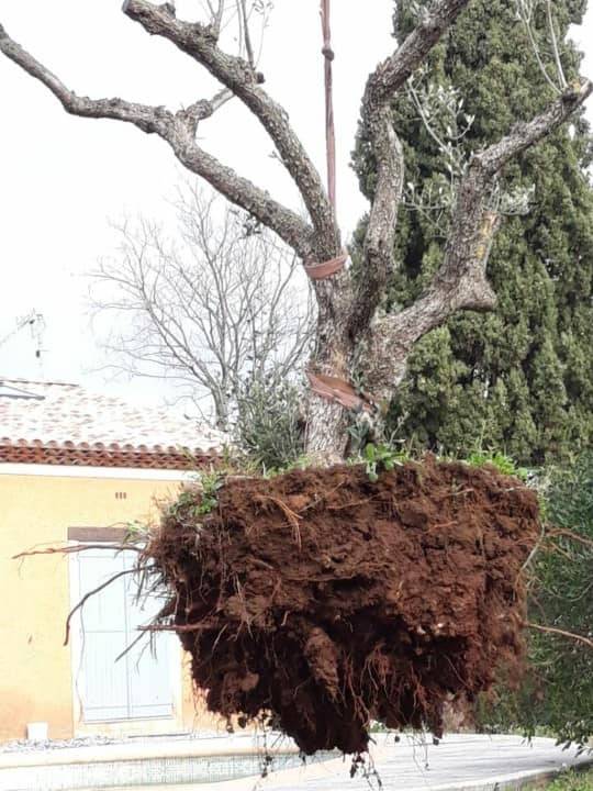 Transplanter un olivier en pleine terre dans le Var 83: Quelle est la meilleure période?