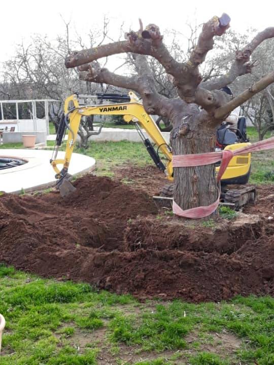 Transplantation d'un gros arbre en pleine terre à l'aide d'engin mécanique dans le Var 83 